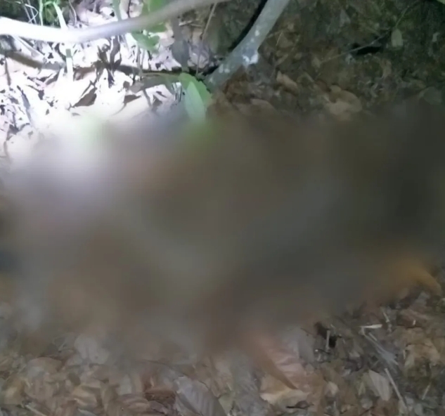 Cadela encontra corpo em avançado estado de decomposição