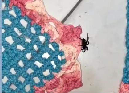 Jovem que passou dias internada após picada de aranha achou que tinha sido 'mordida' por muriçoca